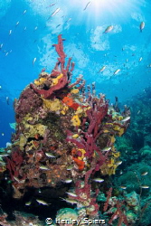 Spongy Reef by Henley Spiers 